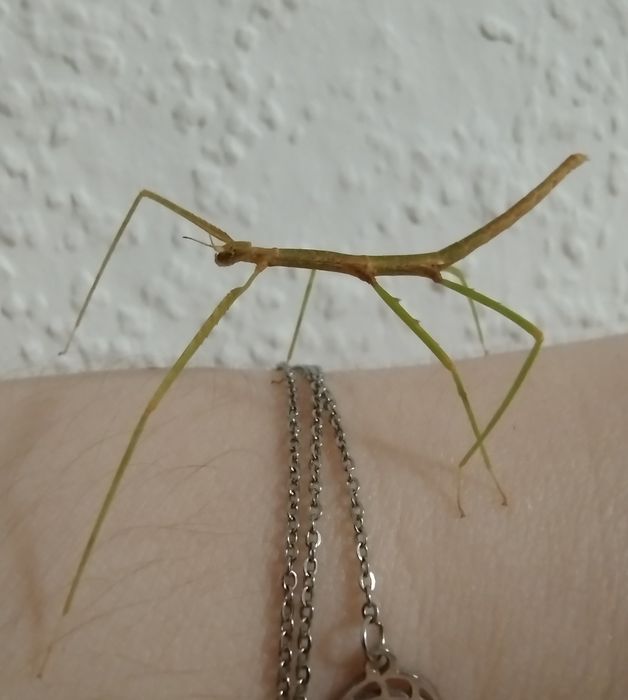 Patyczaki Rogate BLUE (Medauroidea extradentata)