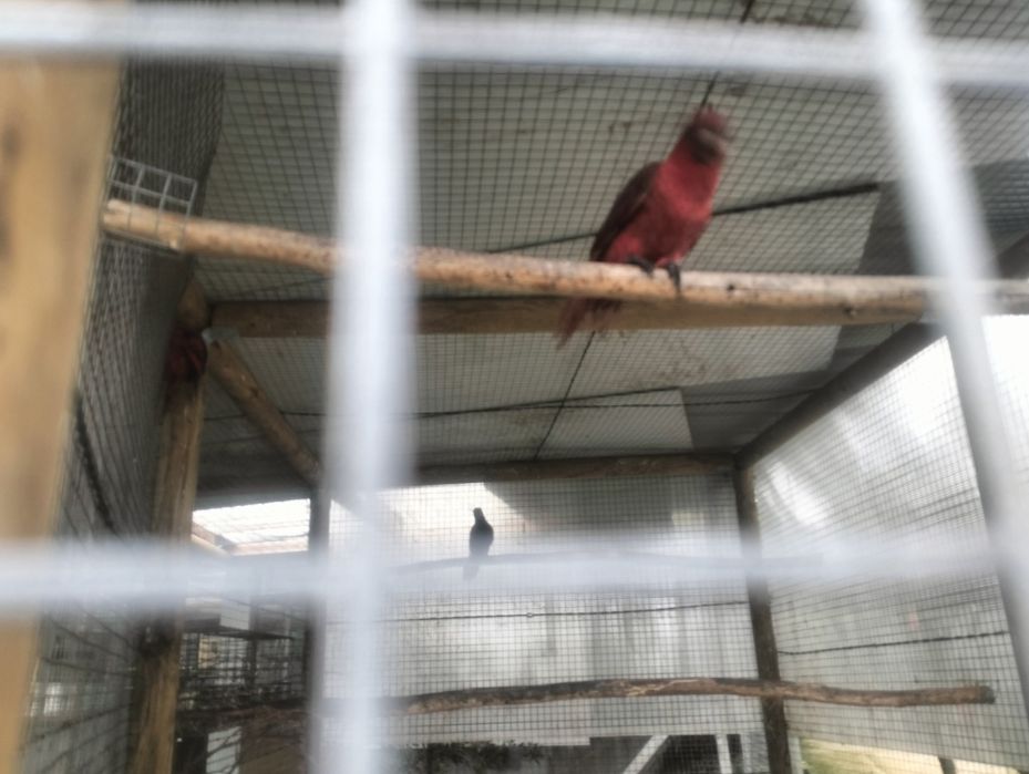 Loris (Atrás, Cardinal, Malucanos, Goldis)