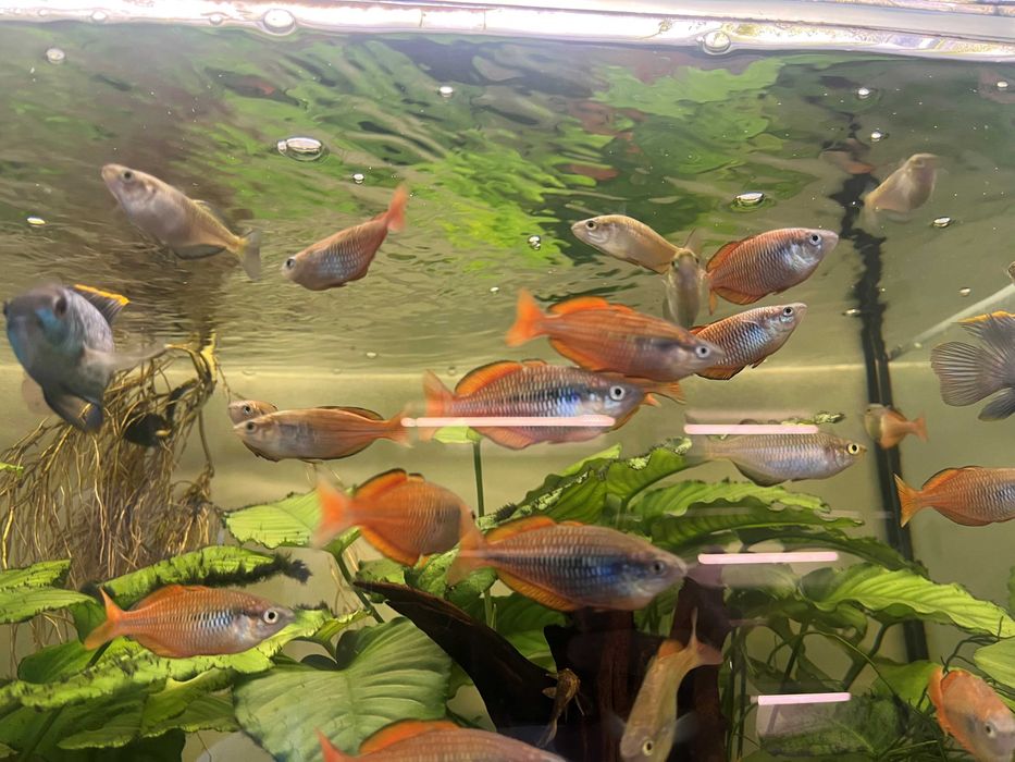 Tęczanka Melanotaenia ajamaruensis