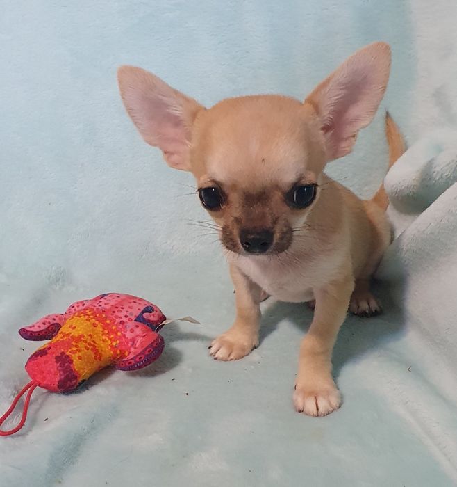 Гладкий мальчик соболь