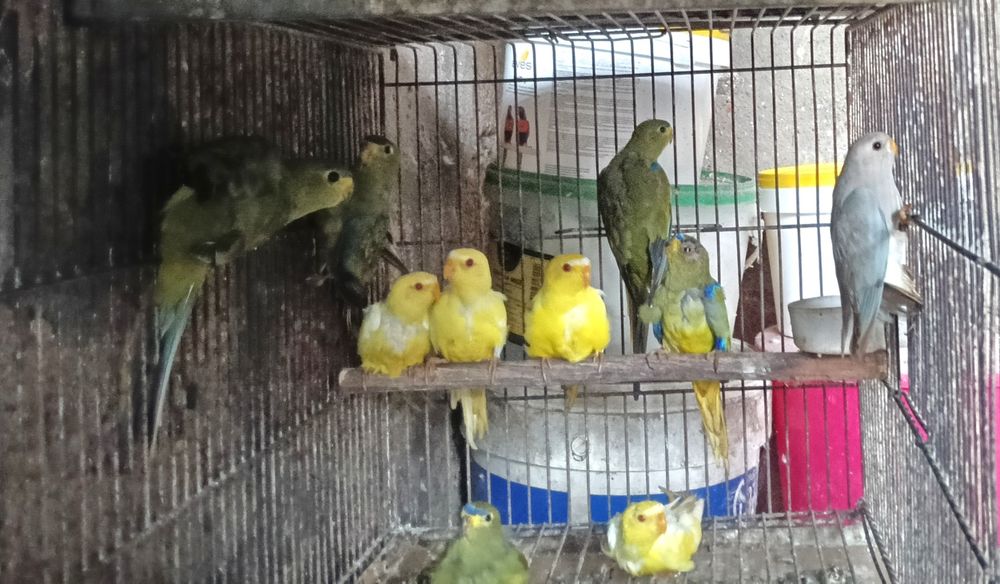 Psitacideos de qualidade