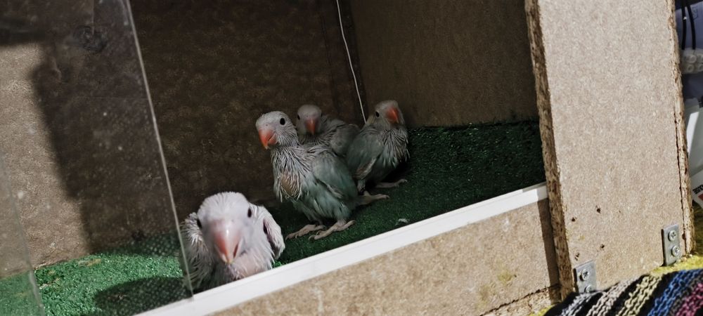 Ring necks Lacewings/Pallids
