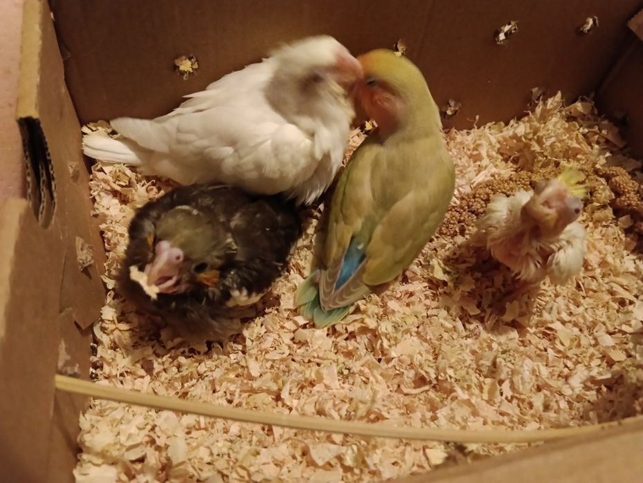 Vendo caturras e rosicolli, domesticados e selvagens