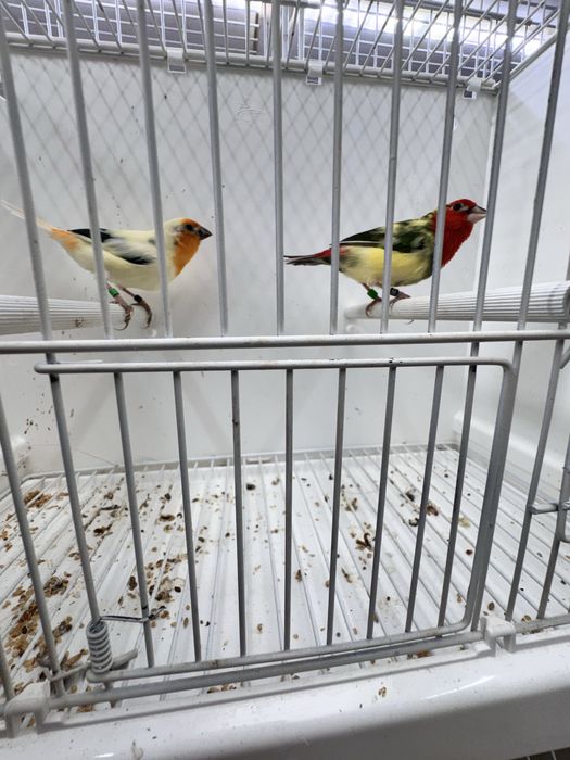 Diamantes papagaio aves 2025