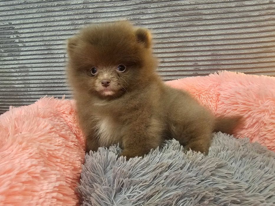 Piękna liliowa dziewczynka!