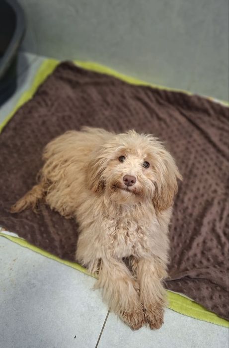 Pudel- Havapoo hybryda