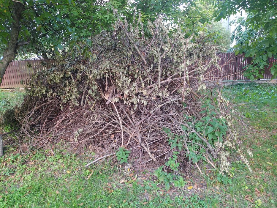 Oddam gałęzie, krzaki za darmo