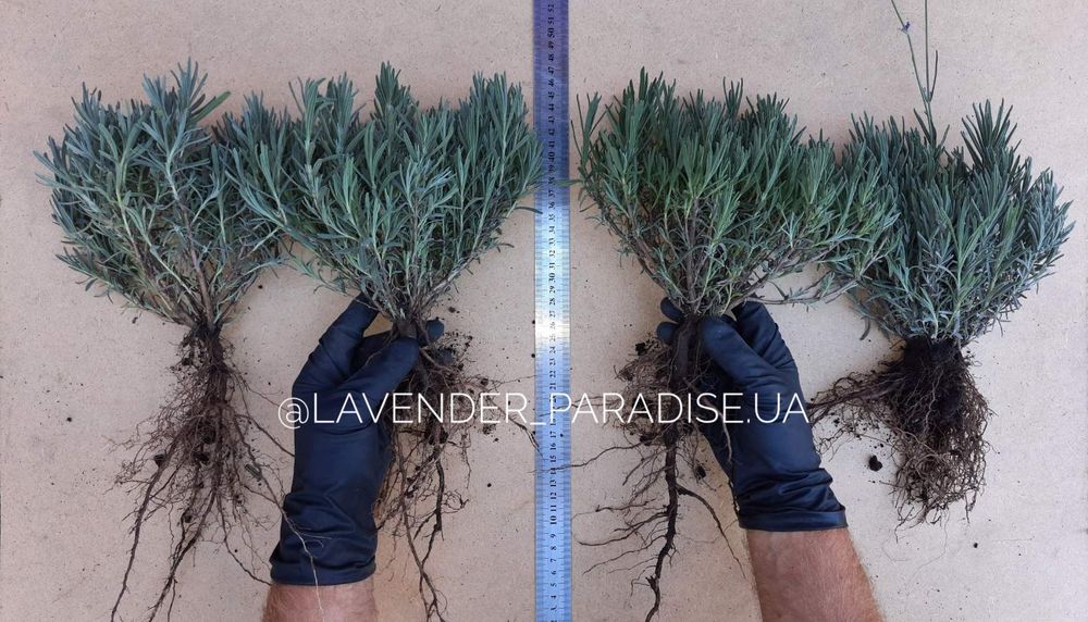 Лаванда весна 2026