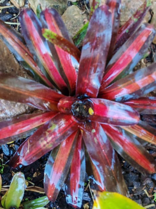 Váriadade de bromelias
