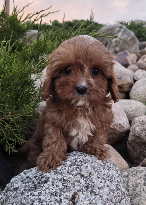 Cavapoo Samczyk hybryda ras