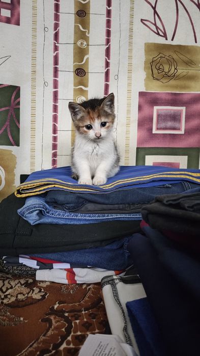 Віддам в добрі руки кошеня дівчинка