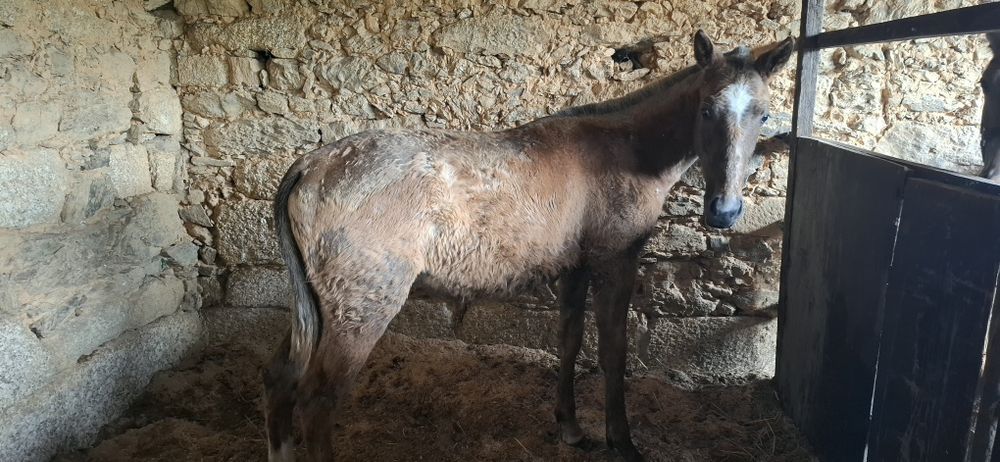 Poldra PSL com 10meses