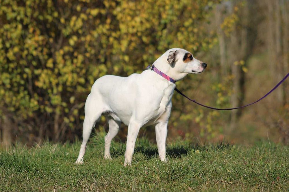Psikus pies młody kochany adopcja schronisko