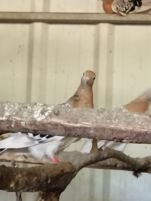Pombas Viuvinhas e Calhandras (casais)