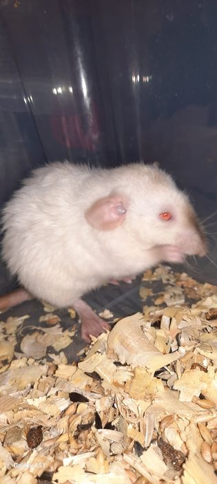 Рекс дамбо сиамская крыса шоколадные поинты