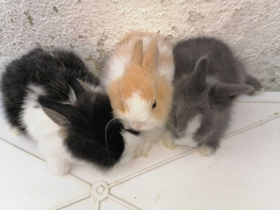 Vendo coelhos anões mini holandês