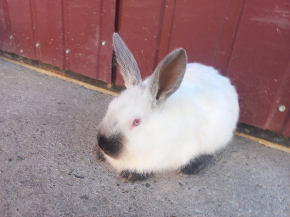 Кролики Каліфорнії