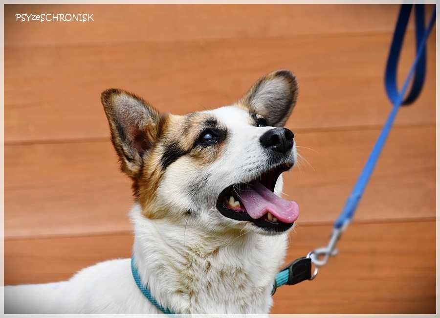 Kraska – teraz będzie już tylko lepiej