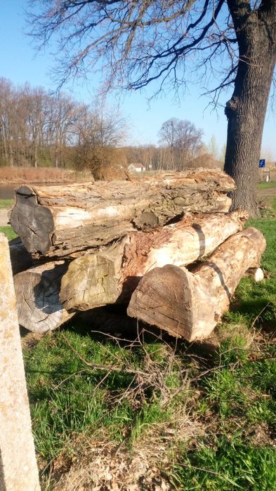 kłody, pnie: lipa, grab, topola