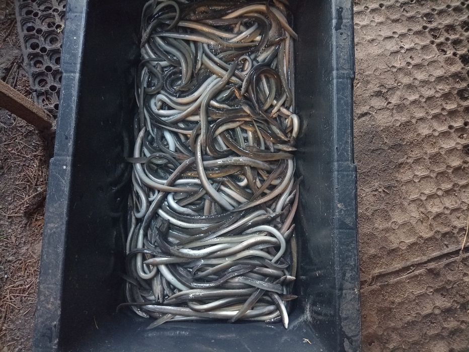 Amur karp sazan jesiotr karaś złoty Węgorz