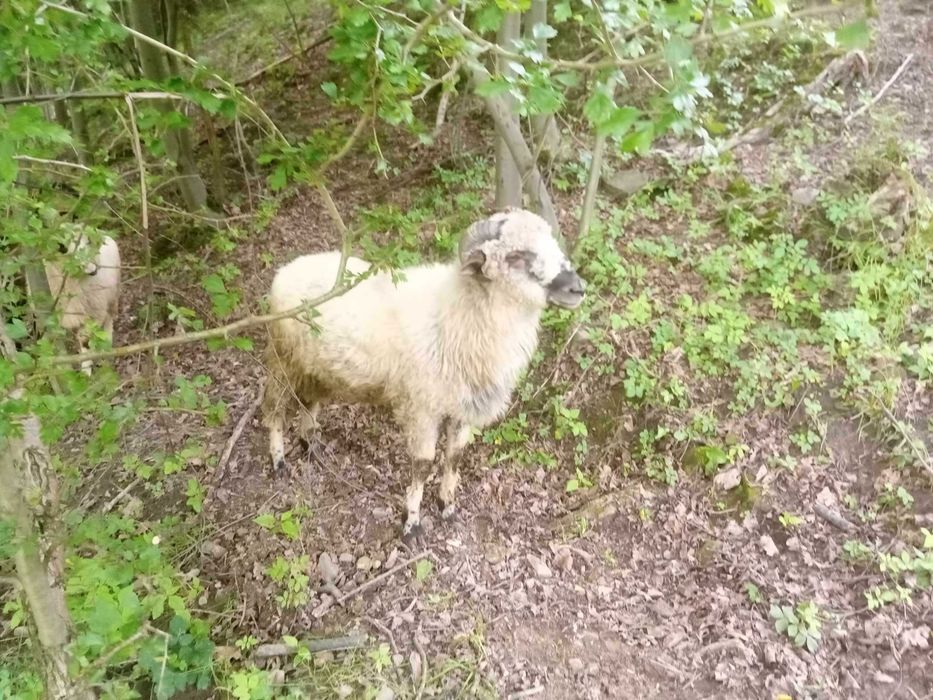 owieczka 1,5 roku do sprzedania