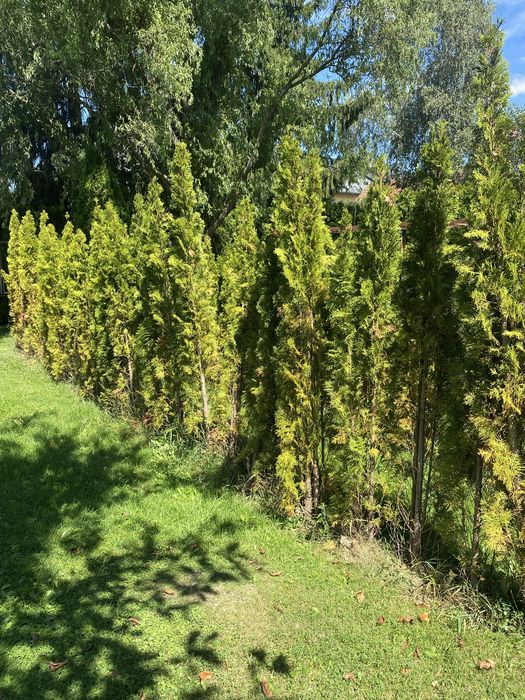 Oddam drzewka tuje