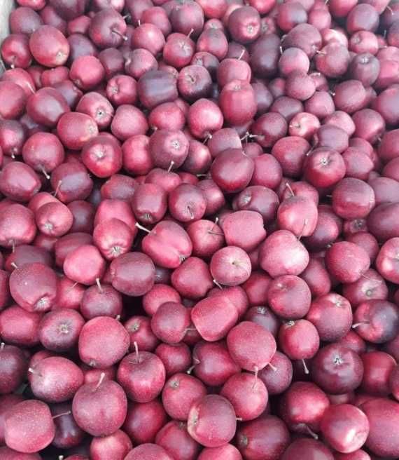 Jabłka z własnego sadu różne odmiany słodkie wieksze i mniejsze 20kg