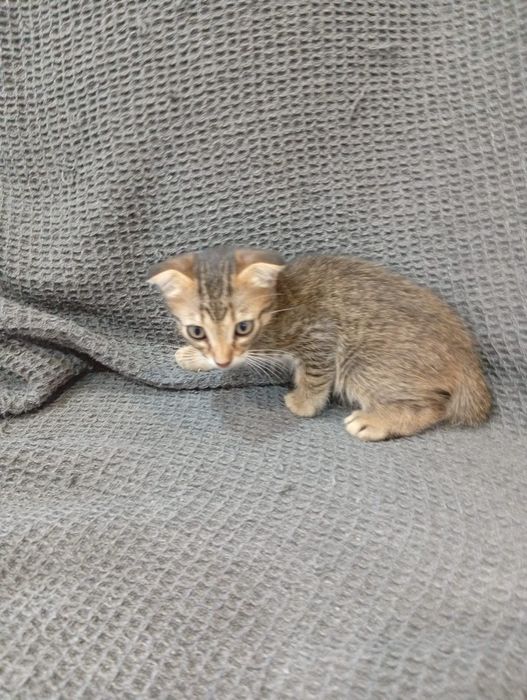Gatinho Scottish Fold