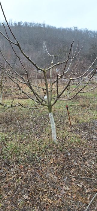 Обрізка плодових дерев.