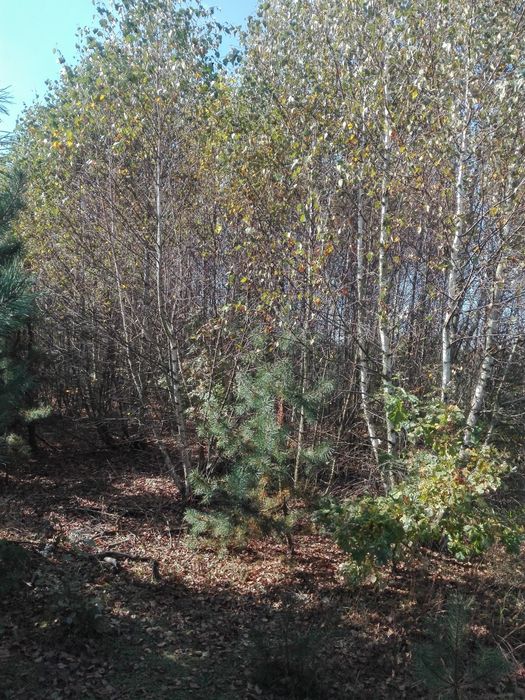 Oddam za darmo drzewa do wycinki