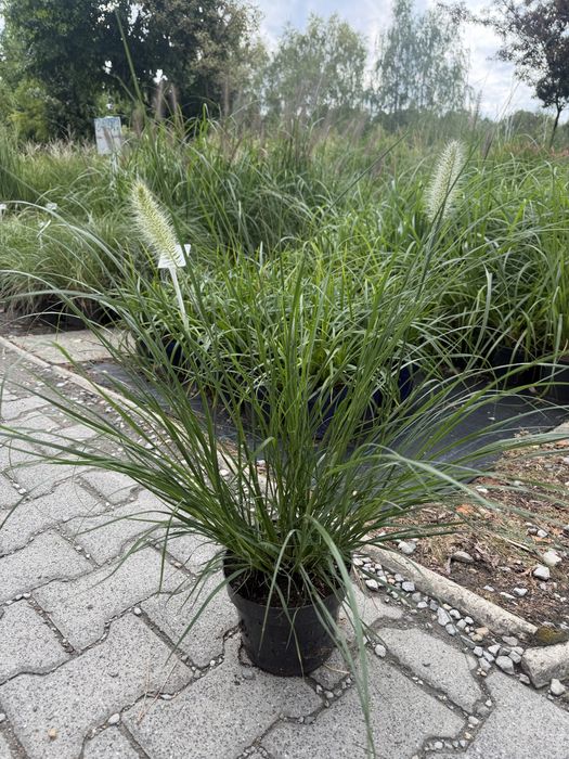 Trawy ozdobne, Miskant, lady in red, Rozplenica, Hakonechloa, proso, sesleria, trzcinnik, turzyca