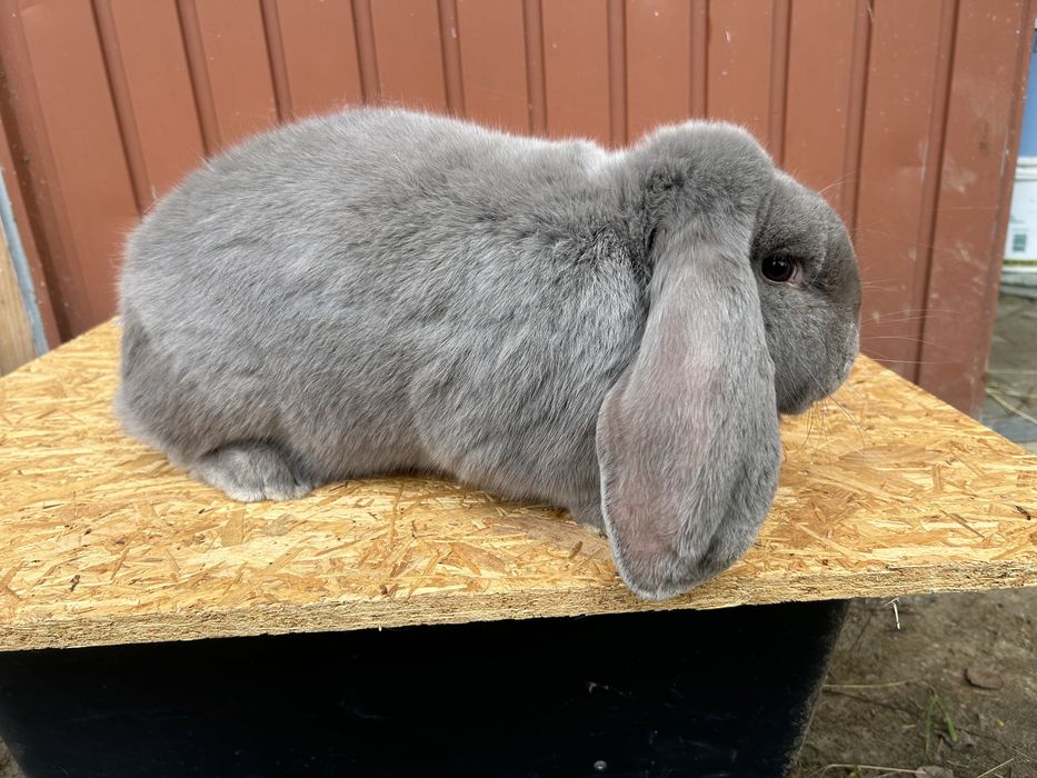 Samica Baran Francuski marburski