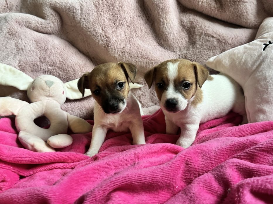 Jack Russell Terrier - SUNIA gotowa do odbioru