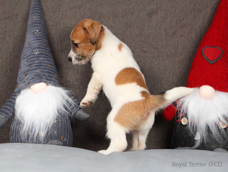 suczka Jack Russell terrier ZKWP/FCI szorstkowłosa po Championach