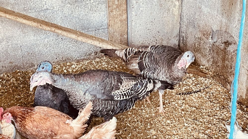 Vendo perus nascidos 2025