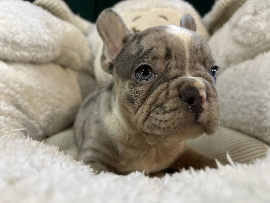 Piesek bulgog francuski blue merle.