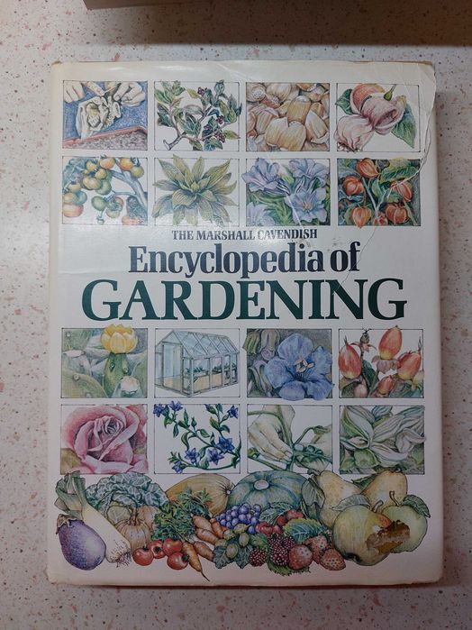 Cavendish. Gardening