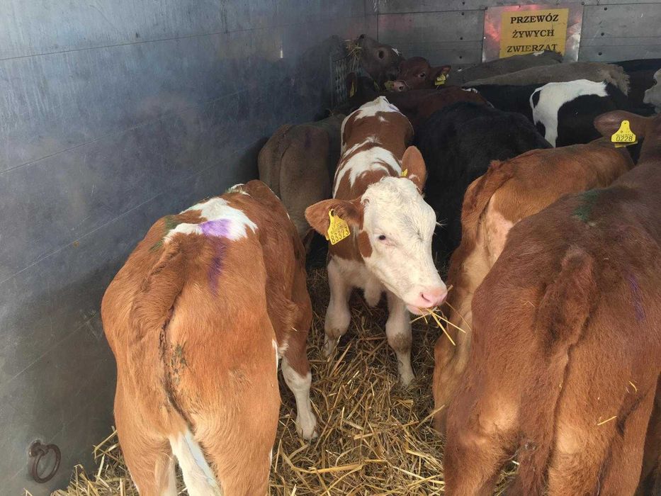 Byczki cielęta cieliczki mięsne