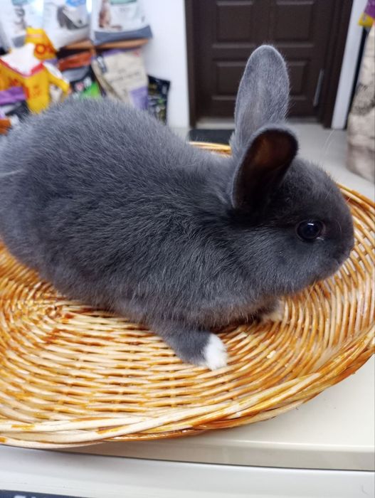 Króliki Miniaturki Sklep zoologiczny