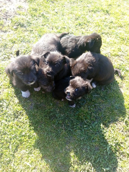 Psy mieszańce czarne