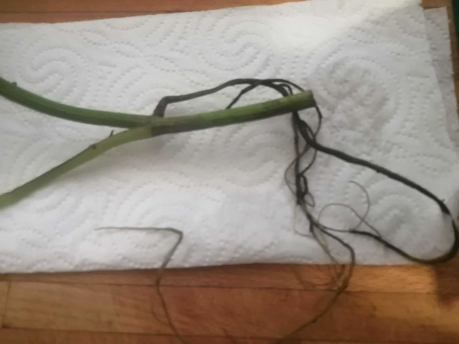 Szczepka  Epipremnum Aureum.