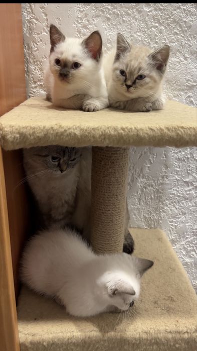 Шотландські кошенята