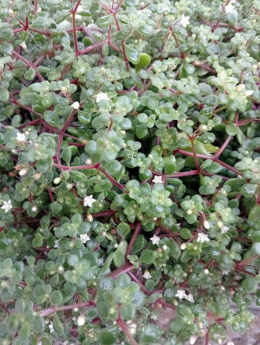 Planta natural, super bonita