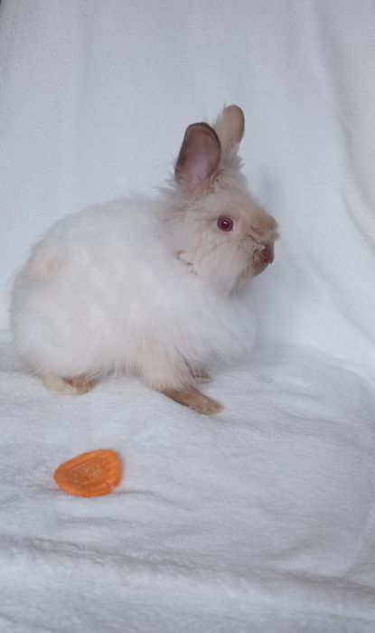 Króliczek teddy miniaturka biały