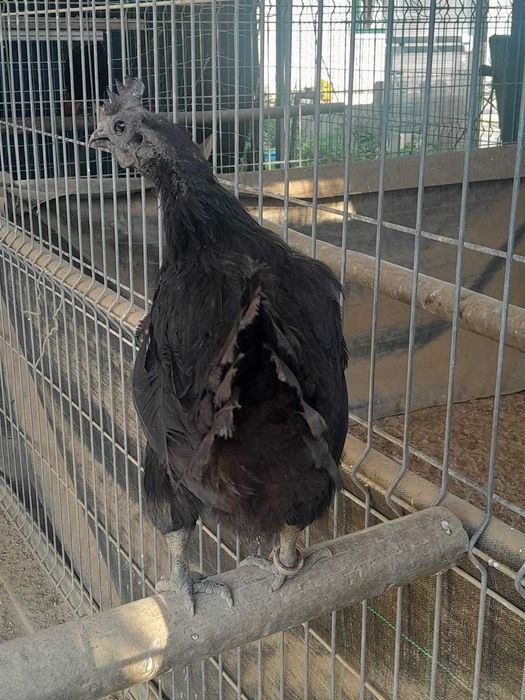 Ayam Cemani, "black tongue", Fm|Fm, linhagem indonesia