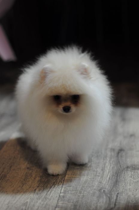 Міні VIP ведмедики