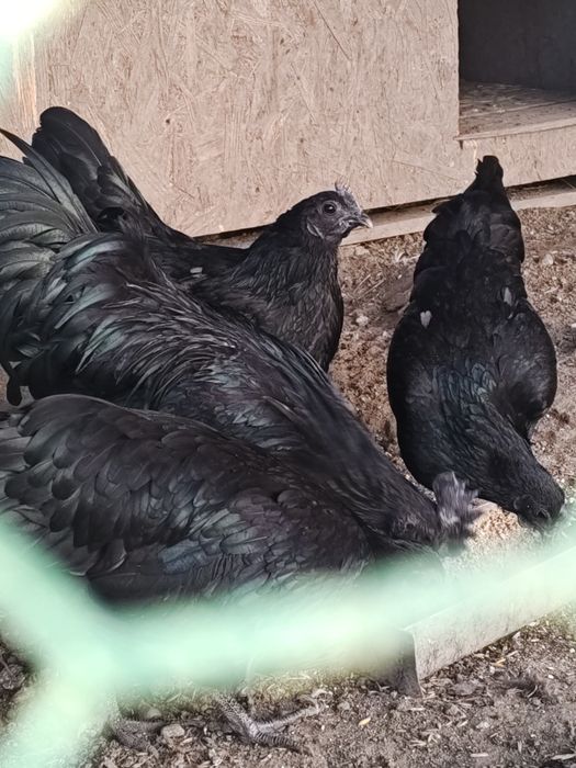 Sprzedam jaja lęgowe