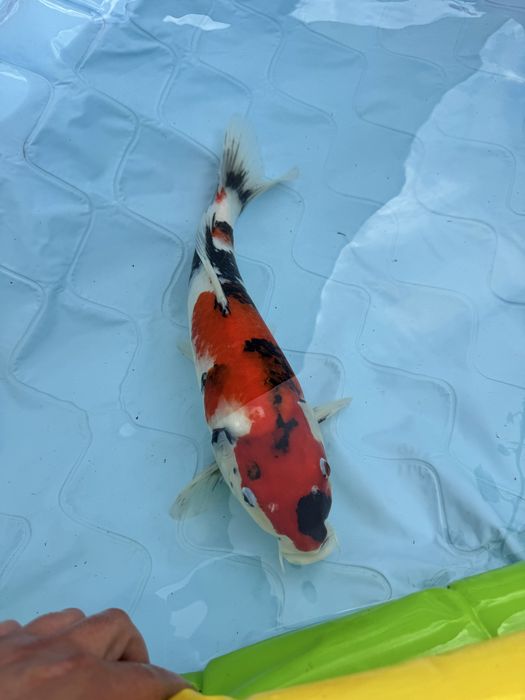 Carpa koi showa .