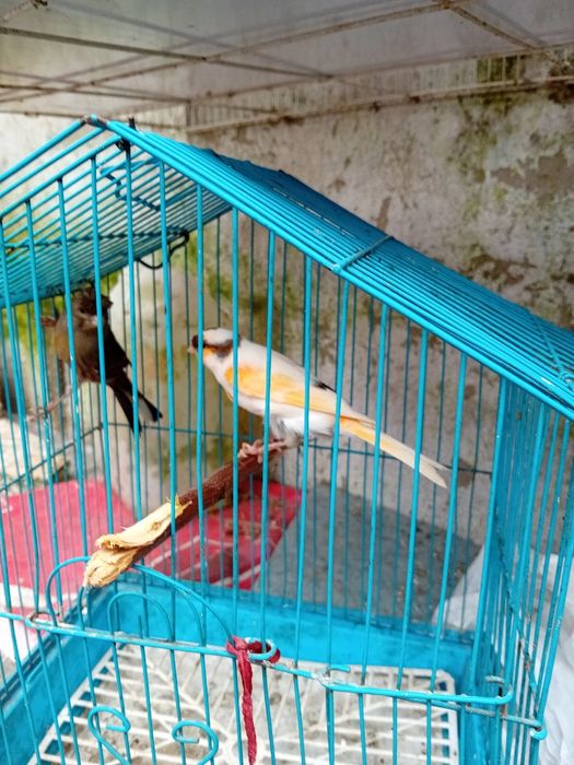 Tenho alguns canarios