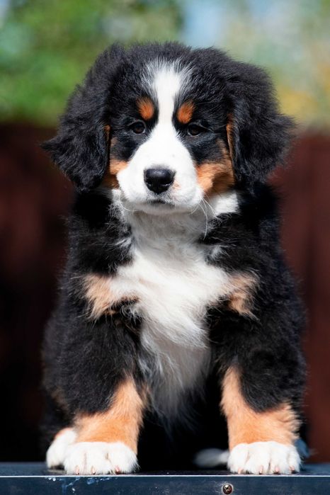 Щенки Бернского зенненхунда